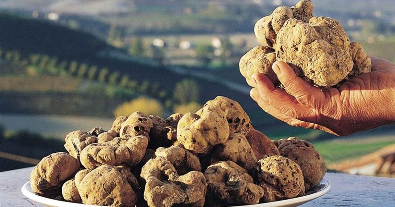 Shqiptarët po bëjnë lek të paparë, 1 kg nga kjo bimë kushton plot 3 mijë euro, ja ku mund ta gjeni në Shqipëri