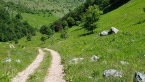 E fr*kshme! Shfaqet murtaja në vend, ngordhin 150 bagëti
