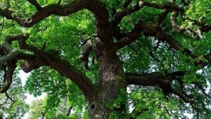 640-0-68638b9e4813e-1