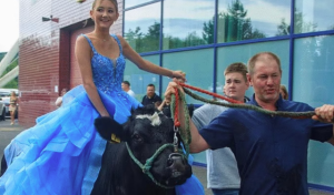 Adoleshentja i shtang të gjithë, shkon në mbrëmjen e maturës hipur mbi një lopë