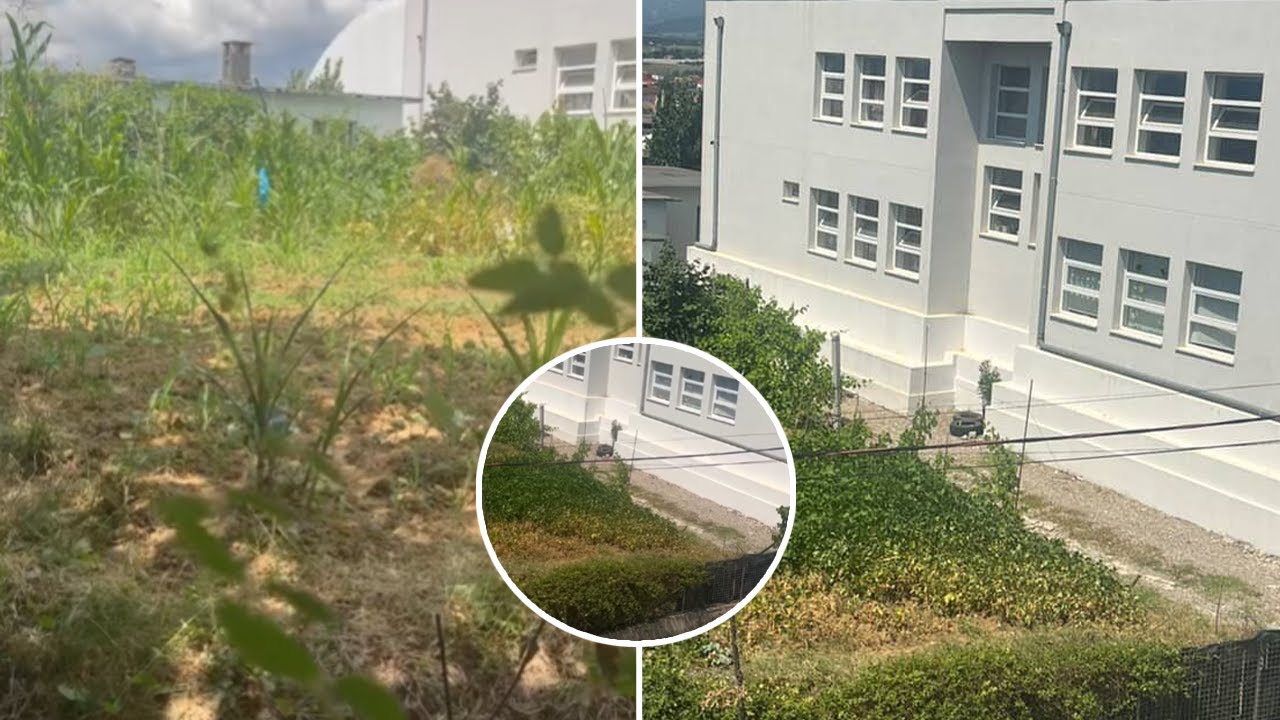 Pretendime për “mbjellje misri” në oborrin e shkollës, reagon Bashkia Kamëz: Pretendimet, të pavërteta