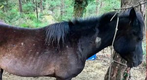 Screenshot_20250808_171007_Facebook