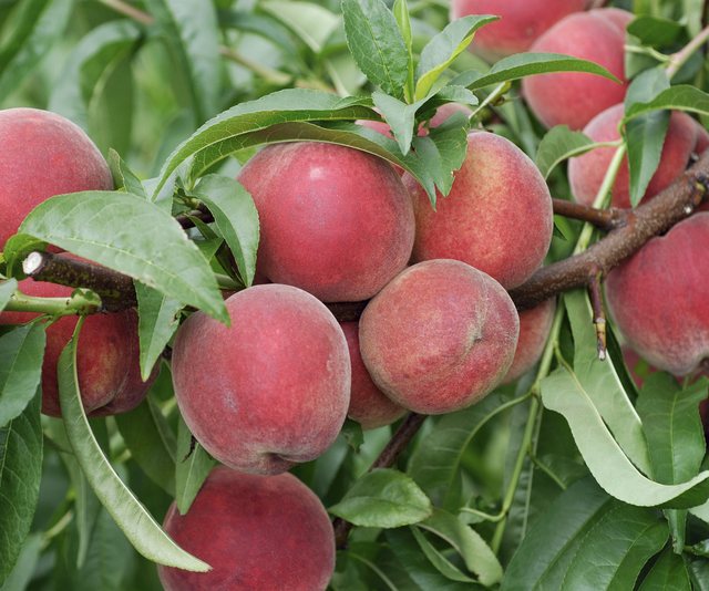 E TM ERRSHME/ Shqiptarët konsumuan 7300 kg pjeshkë me pesticidin e rrezikshëm, godet zemrën dhe sistemin e frymëmarrjes