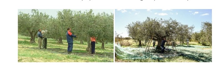 Punonte në ullishte, policia greke tr*nditet kur zbulon çfarë fuste tek degët e ullirit shqiptari