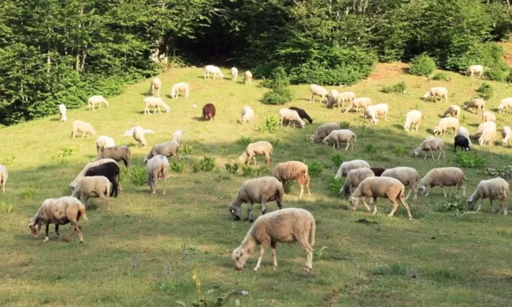 ÇM*NDURI/ 72-vjeçari h*lmon bagëtitë e bashkëfshatarit në Peqin, arsyeja do ju sh*kojë