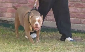 pitbulli